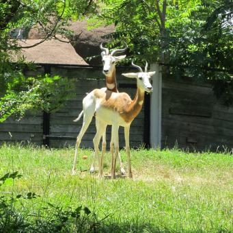 Free Stock Photo of Gazelles in the Farm
