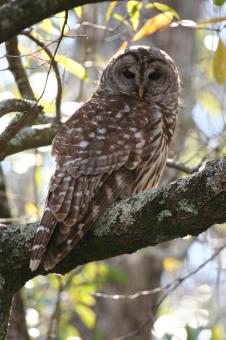 Free Stock Photo of Barred Owl