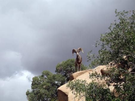 Free Stock Photo of Bighorn Sheep