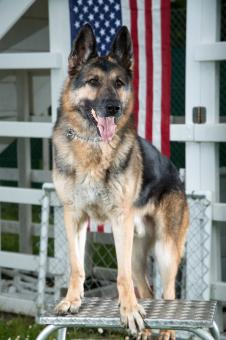 Free Stock Photo of German Shepherd