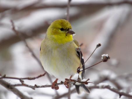 Free Stock Photo of Goldfinch on the Branch