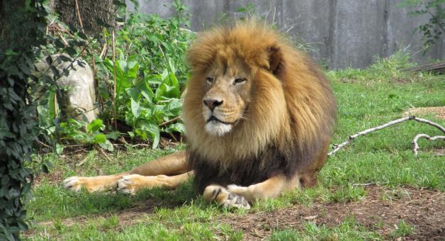 Free Stock Photo of Wild Lion