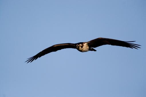 Free Stock Photo of Osprey Flying