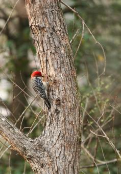 Free Stock Photo of Red Bellied Woodpecker