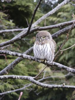 Free Stock Photo of Pygmy Owl