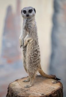 Free Stock Photo of Wild Meerkat