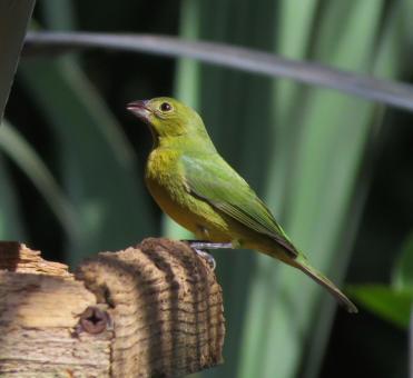 Free Stock Photo of Painted Bunting
