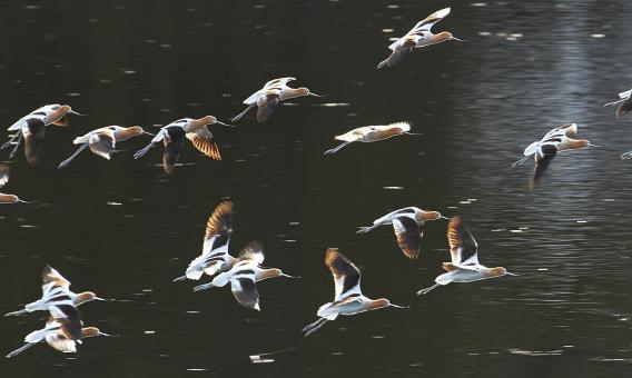 Free Stock Photo of American Avocets