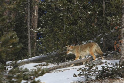 Free Stock Photo of Wild Coyote