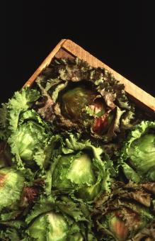 Free Stock Photo of Fresh Lettuce