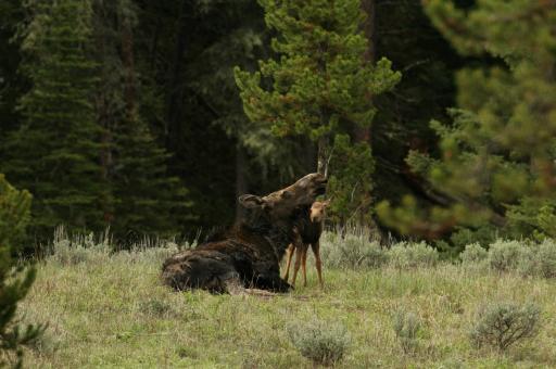 Free Stock Photo of Wild Moose