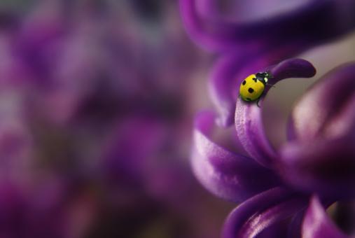 Free Stock Photo of Ladybug in the Garden