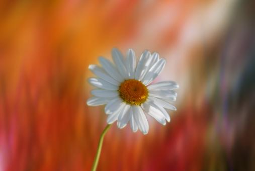 Free Stock Photo of Marguerite in the Garden