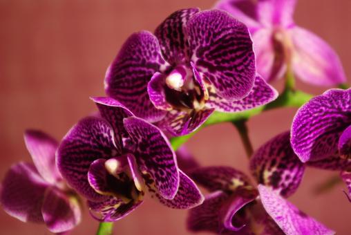 Free Stock Photo of Wild Orchid
