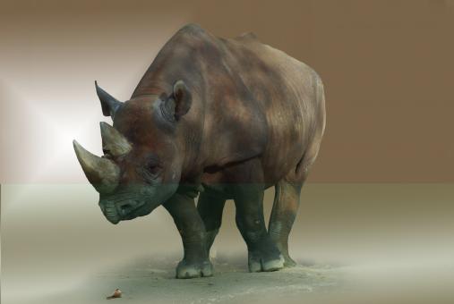 Free Stock Photo of Wild Rhino