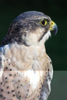 Free Stock Photo of Wild Adler