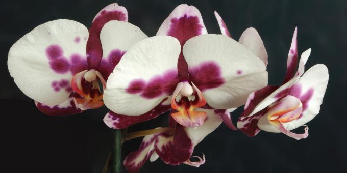 Free Stock Photo of Wild Orchid