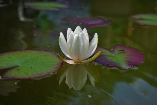 Free Stock Photo of Water Lily