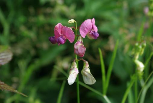 Free Stock Photo of Wild Orchid