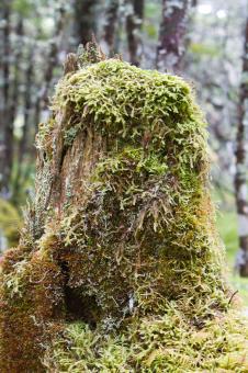 Free Stock Photo of Tree stump