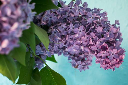 Free Stock Photo of Fresh Lilac Flowers