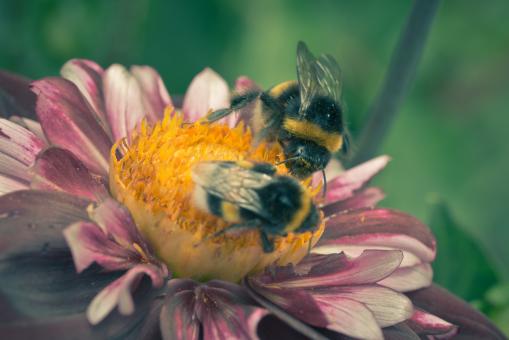Free Stock Photo of Bee on the Dahlia