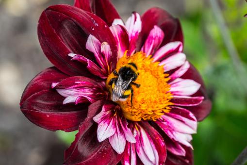 Free Stock Photo of Bee on the Dahlia