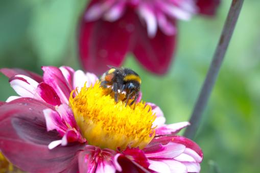 Free Stock Photo of Bee on the Dahlia