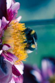 Free Stock Photo of Bee on the Dahlia