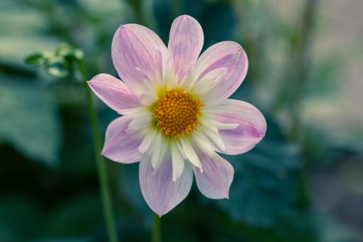 Free Stock Photo of Dahlia Hortensis