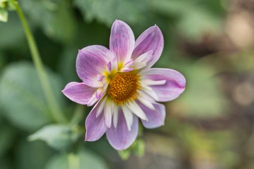 Free Stock Photo of Dahlia Hortensis