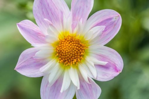 Free Stock Photo of Dahlia Hortensis