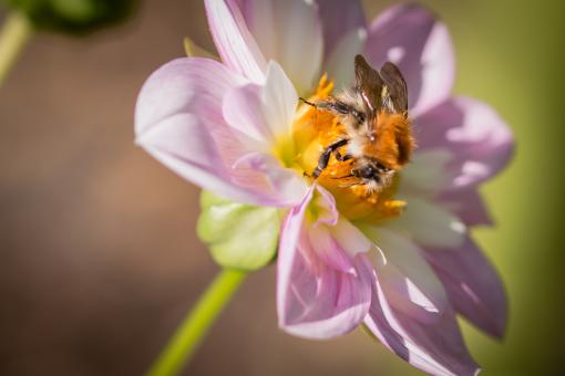Free Stock Photo of Fly on the Dahlia