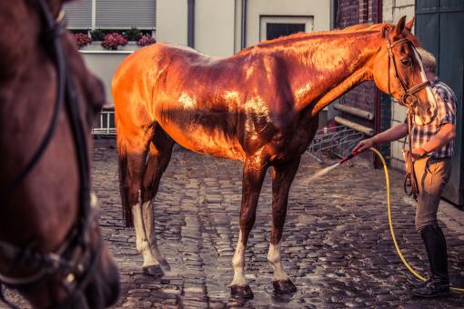 Free Stock Photo of Brown Horse