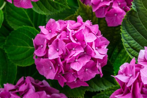 Free Stock Photo of Fresh Hydrangeas