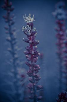 Free Stock Photo of Liatris Spicata