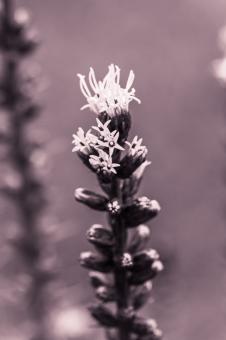 Free Stock Photo of Liatris Spicata