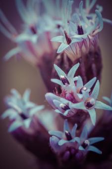 Free Stock Photo of Liatris Spicata