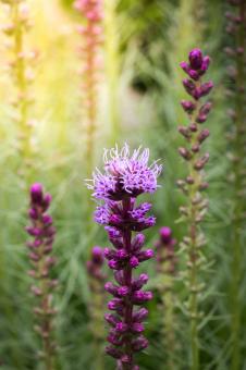 Free Stock Photo of Liatris Spicata