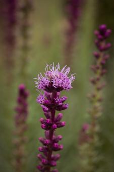 Free Stock Photo of Liatris Spicata