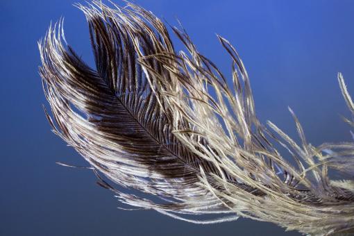 Free Stock Photo of Bird Feather