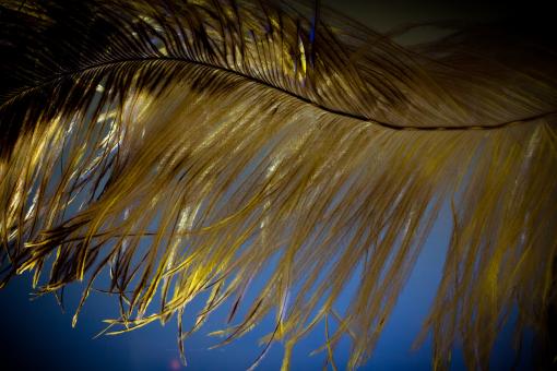 Free Stock Photo of Bird Feather