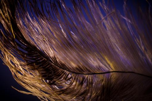 Free Stock Photo of Bird Feather