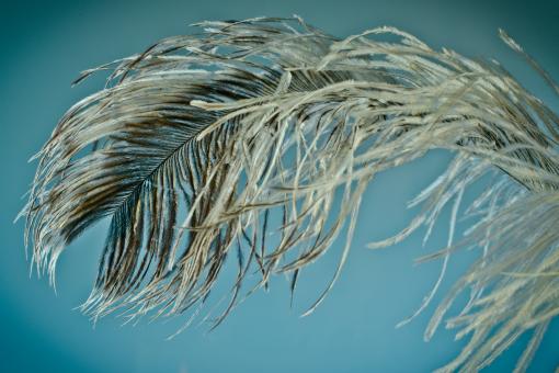 Free Stock Photo of Bird Feather