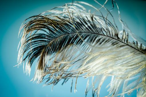 Free Stock Photo of Bird Feather