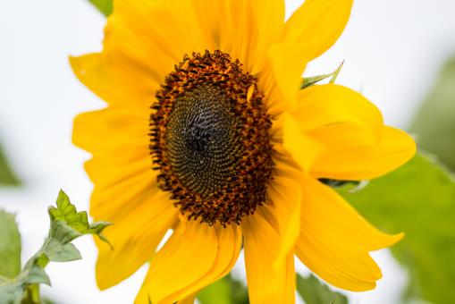 Free Stock Photo of Sunflower Field