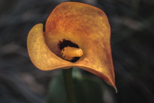 Free Stock Photo of Fresh Zantedeschia