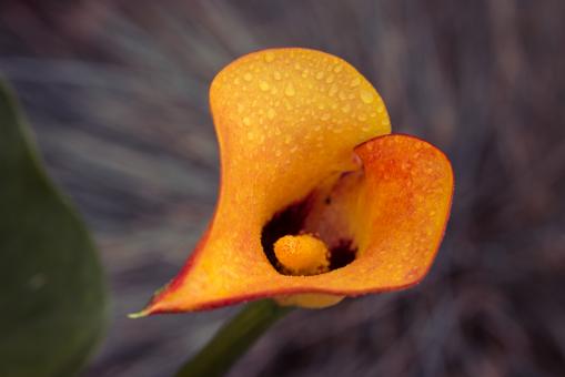 Free Stock Photo of Fresh Zantedeschia