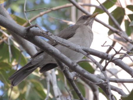 Free Stock Photo of Pale-Breasted Thrush