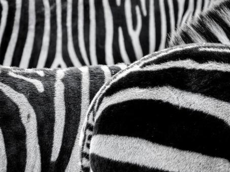 Free Stock Photo of Wild Zebras